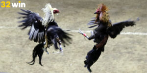 Các thuật ngữ đá gà