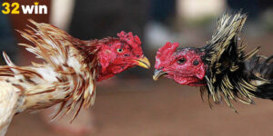 Đá gà cựa sắt