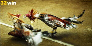 Luật Đá Gà Miền Bắc